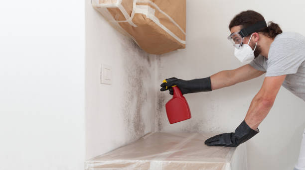 Professional Black Mold Removal technician working in Audubon, NJ