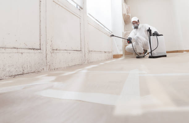 24/7 Emergency Black Mold Removal experts in Audubon, NJ