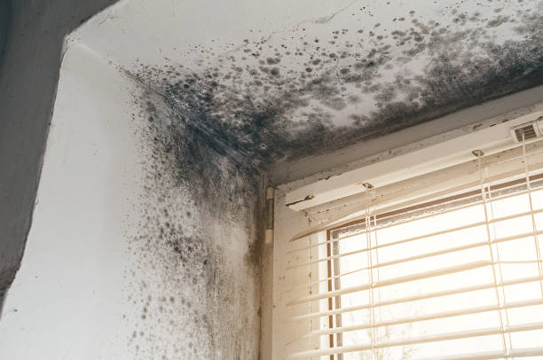Trusted Black Mold Removal service in Audubon, NJ - Cheap Mold Removal