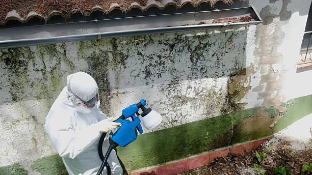 Trusted Crawl Space Mold Removal service in Audubon, NJ - Cheap Mold Removal